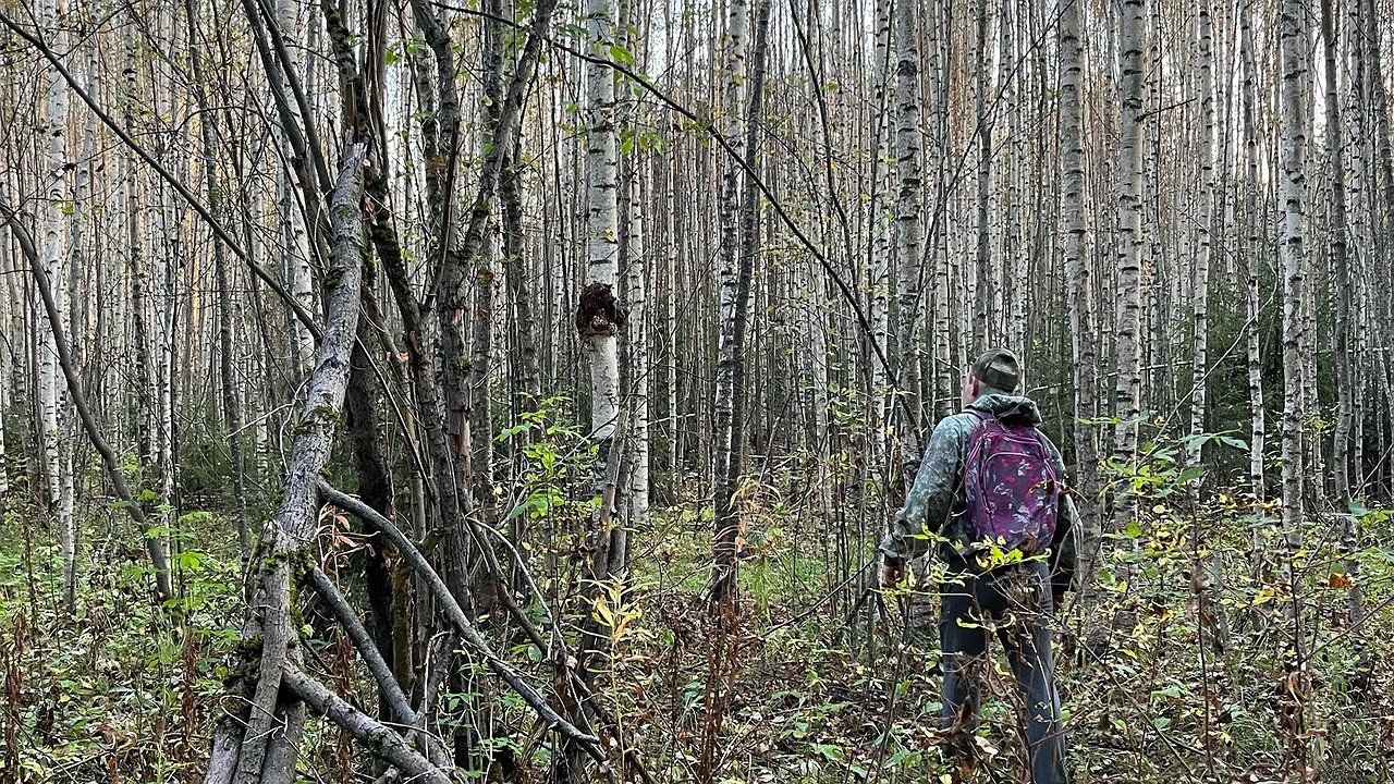 Главная картинка новости: Съедобные и очень вкусные, но слишком похожи на поганки: 4 неизвестных гриба, которые могут украсить ваши корзины