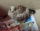 Срочно нужен водитель: в Кирово-Чепецке ищут помощь для раненой пустельги