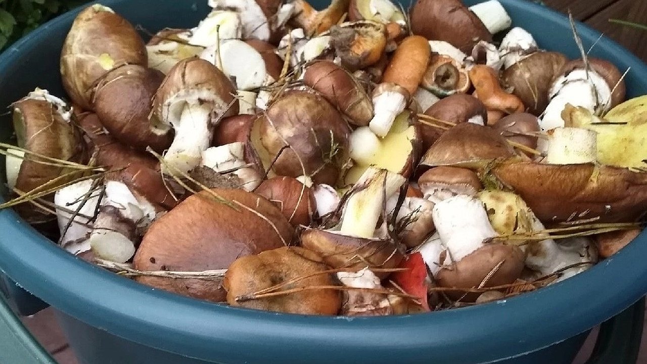 Главная картинка новости: Много лет оттачивала свое мастерство засолки грибов: делюсь всеми секретами - грибочки получаются идеальные