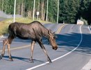 За месяц в Кировской области водители сбили 20 лосей и зайца