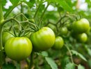 Делаю настой из сорняков и лью под корень: томаты без капли химозы, листья — как восковые, ни пятнышка