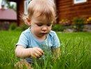 Три съедобных сорняка с огорода, которые точно понравятся детям: абсолютно безопасны