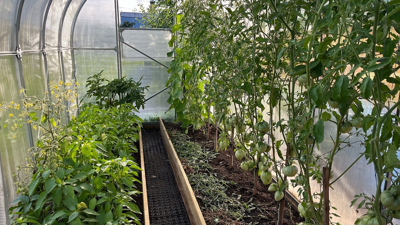 Главная картинка новости: Сыпьте в июле на грядки – урожай утроится без лишних затрат: простая альтернатива навозу, которая работает даже на бедных почвах