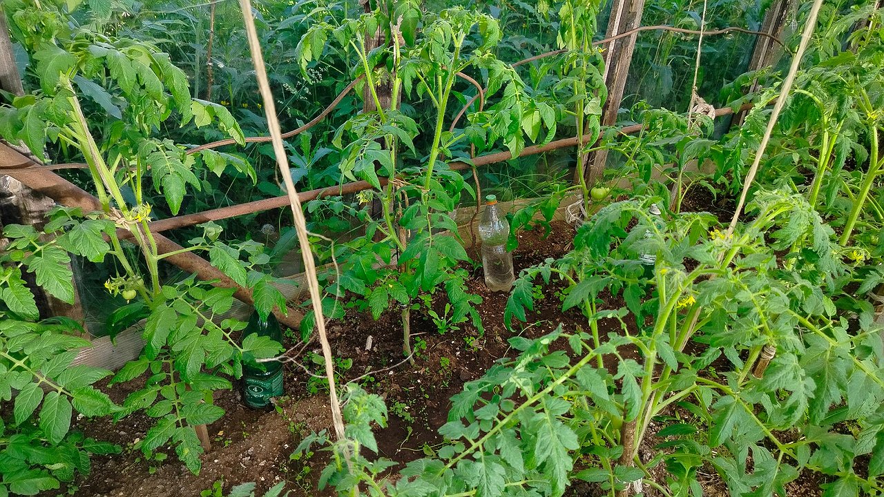 Главная картинка новости: 3 таблетки на 10 литров воды, и томатов нарастет целая пропасть: подкормка в июле, которая запускает волны завязи