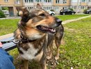 За июнь кировские собаководы получили штрафов на 400 тысяч рублей