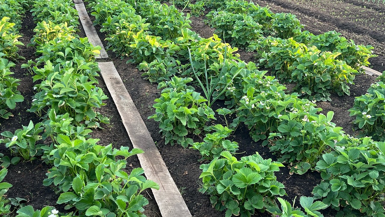 Главная картинка новости: Сыпьте в июле на грядки – урожай утроится без лишних затрат: простая альтернатива навозу, которая работает даже на бедных почвах