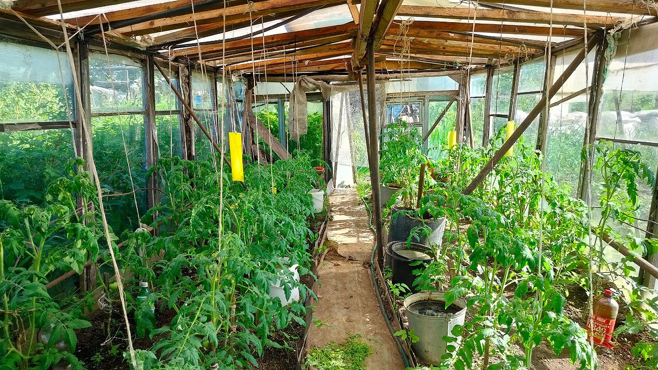 Главная картинка новости: Даже листьев не вижу! Томаты все в плодах после этой подкормки: обязательно кормим 2 раза в июле