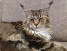 Почему котам важно, чтобы им чесали голову: 5 важных причин