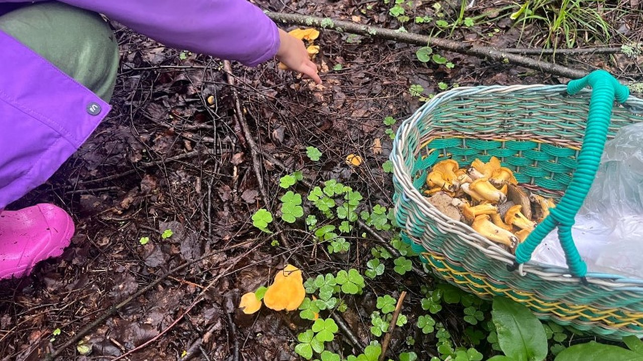 Главная картинка новости: Грибные места в Кировской области: список мест, куда можно отправиться с корзиной в июле