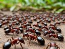 Муравьи сбегут как ошпаренные: найден лучший способ, который за сутки очистят дачу от незваных гостей