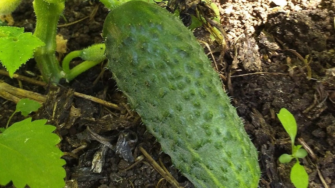 Главная картинка новости: Секретная подкормка для огурцов по бабушкиному рецепту: удваивает урожай за неделю