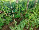Томаты кайфуют с этой подкормки: 1 ложку на ведро воды — и кусты будут усыпаны плодами, растут по 2 см в день