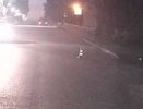 В Кировской области столкнулись два несовершеннолетних мотоциклиста: есть пострадавшие
