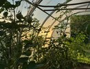 Сделайте так, и помидоры на кустах в теплице быстро созреют: секретный способ ускорения созревания томатов