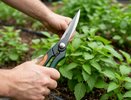Не бойтесь обрезать: прищипка усиливает цветение и урожай этих растений