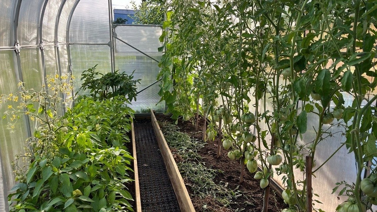 Главная картинка новости: 2 ст. л. на 10 л воды для томатов в июле — и прощай, фитофтора: проверенный рецепт от агронома с опытом