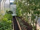 2 ст. л. на 10 л воды для томатов в июле — и прощай, фитофтора: проверенный рецепт от агронома с опытом