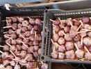 Секретная дата уборки: когда выкапывать чеснок, как не пропустить момент и собрать идеальный урожай