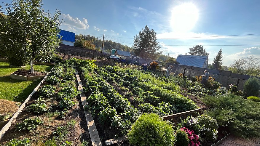 Главная картинка новости: Как победить сорняки без химии и за копейки: 12 проверенных способов, которые действительно работают