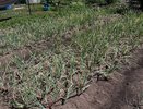 Не рвитесь срывать лук раньше времени: когда выкапывать лук в 2025 году – схема и сроки