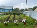 Раскидываю 1 пачку этой дешевой крупы по грядкам - земля как чернозём. Дорогой навоз больше не нужен