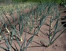 Грядка после чеснока — золотая жила: 3 культуры, которые успеют вырасти до осенних холодов