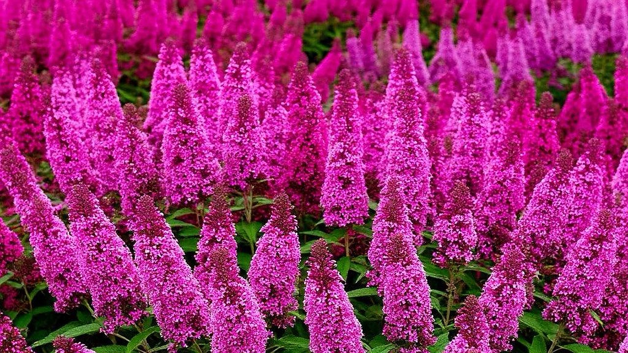 Главная картинка новости: Этот потрясающий многолетник затмит все известные вам цветы: пышные лиловые облака цветут до октября
