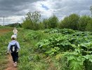 В Кировской области выделят 31 миллион рублей на борьбу с борщевиком Сосновского