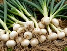 Как хранить чеснок год, не давая ему засохнуть, сгнить или прорасти – пять проверенных способов