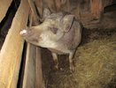 В Кировской области оштрафовали хозяина свиней за антисанитарию