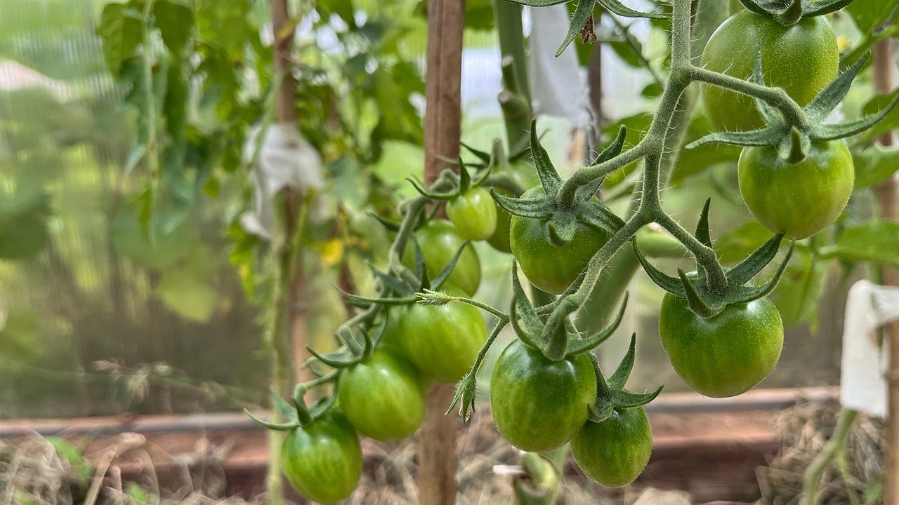 Главная картинка новости: Кормлю помидоры содой и уже много лет подряд собираю шикарный урожай: по 11-13 кг плодов с кустика