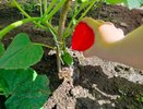 Кривые и горькие огурцы — сигнал беды: 4 главные причины и как вырастить идеальный урожай