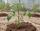 Томаты «дуреют» с этой подкормки: 1 ложку на ведро воды — и кусты будут усыпаны цветами, растут по 2 см в день