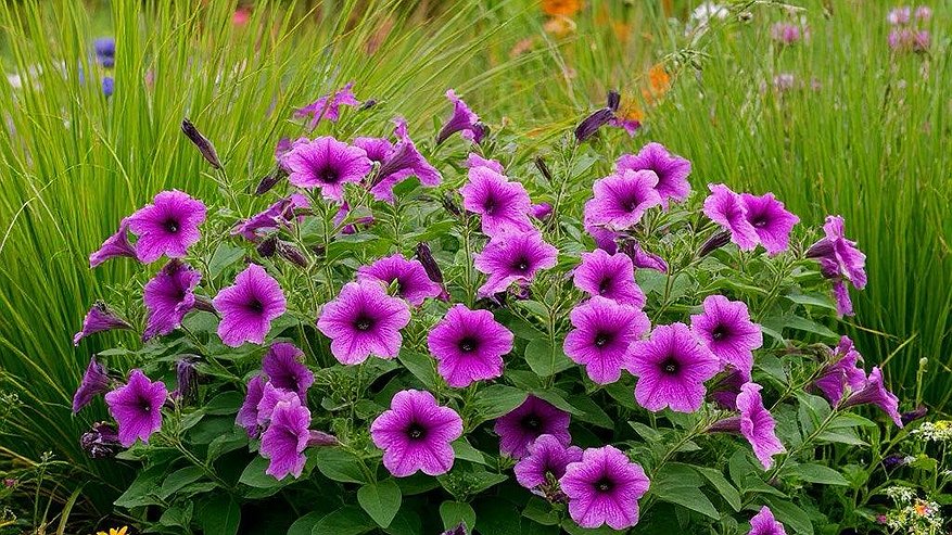 Главная картинка новости: Обрезаю вытянувшуюся петунию по дедовскому методу: за 14 дней получается пышный шар без единой подкормки