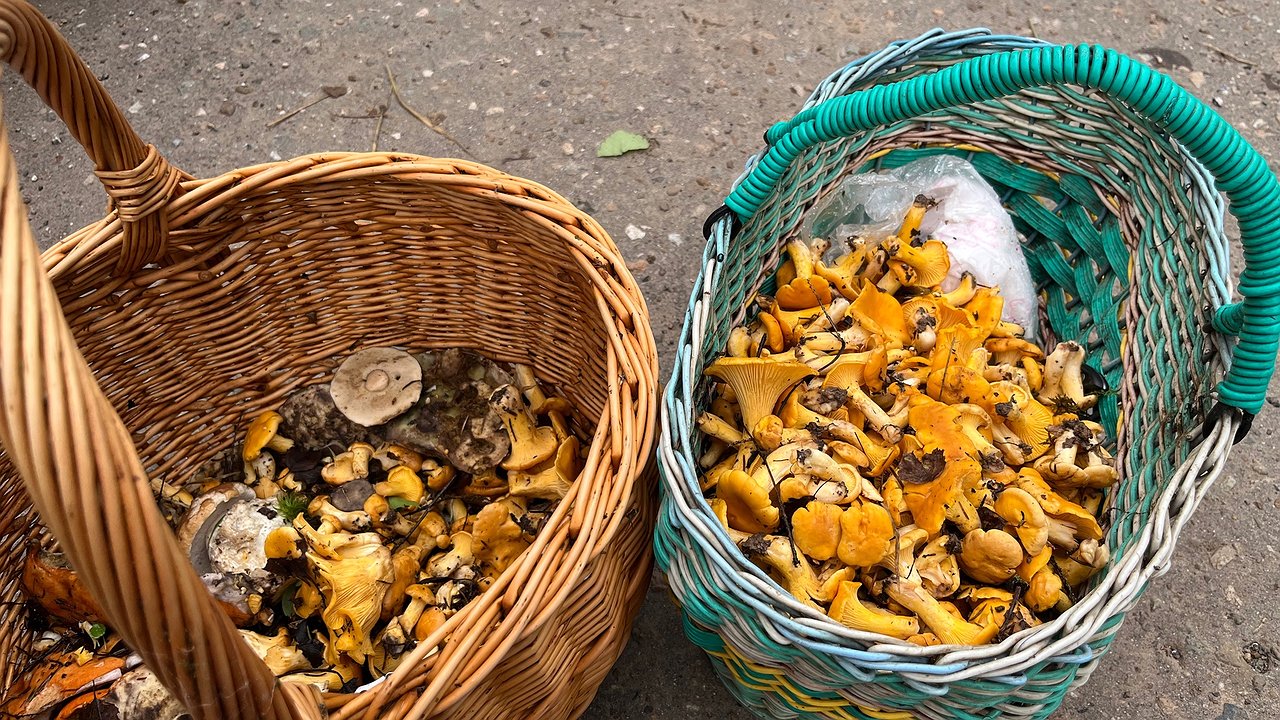 Главная картинка новости: "Научился находить грибные места с помощью телефона": полезные советы от опытного грибника