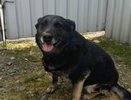 Кировские полицейские ищут любящую семью для служебной овчарки Дары
