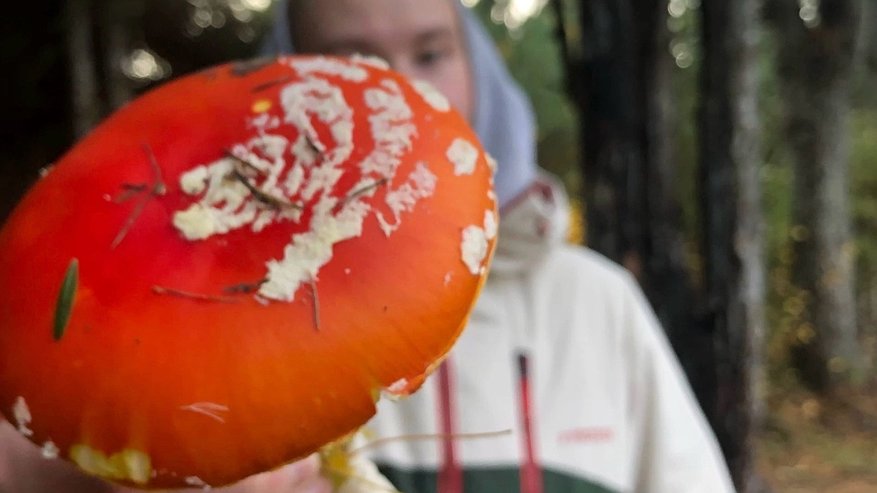 Главная картинка новости: Какой вы гриб по знаку зодиака: гороскоп самой тихой охоты