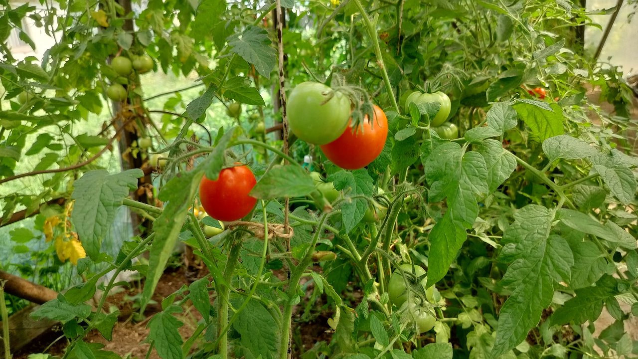 Главная картинка новости: Как правильно собирать томаты для дозревания: хитрости для сочности и аромата