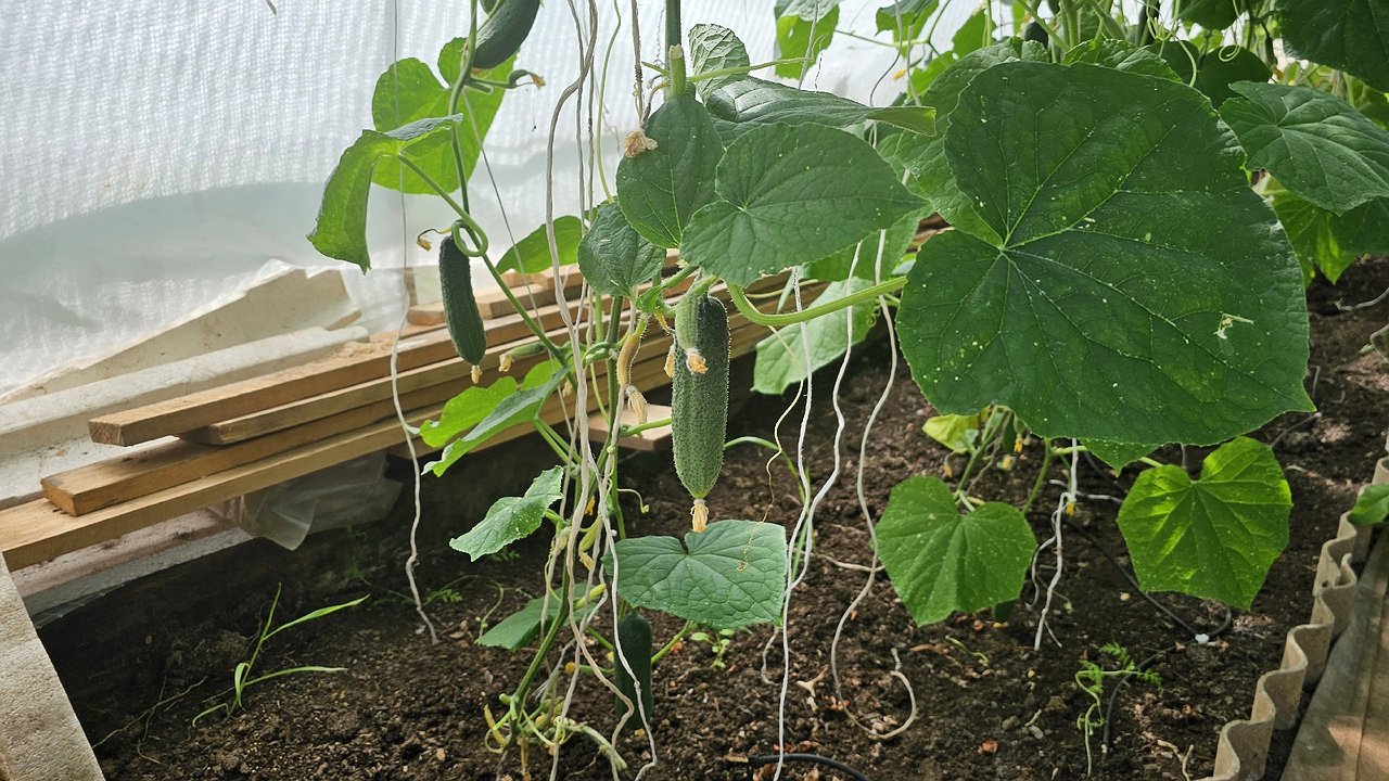 Главная картинка новости: За 1 ночь в августе огурцов нарастает больше, чем в июне. Простой приём для долгого плодоношения