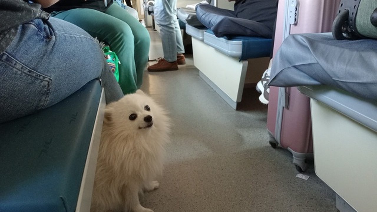 Главная картинка новости: Россияне ахнули: вот так выглядят аналоги плацкарта в других странах — в Европе такого не встретишь, а в Азии вообще шок