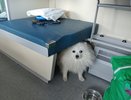 Мучилась с ребёнком на верхних полках, зато по соседству дама с псом выкупила все места в купе. Я хотела туда с дочкой – не вышло