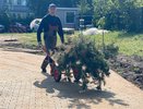 В Кирове на Северной набережной высаживают сосны, рябины и ивы