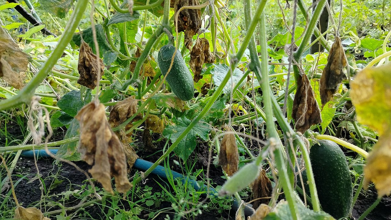 Главная картинка новости: Нечего засаливать. Почему желтеют, засыхают и опадают завязи огурцов