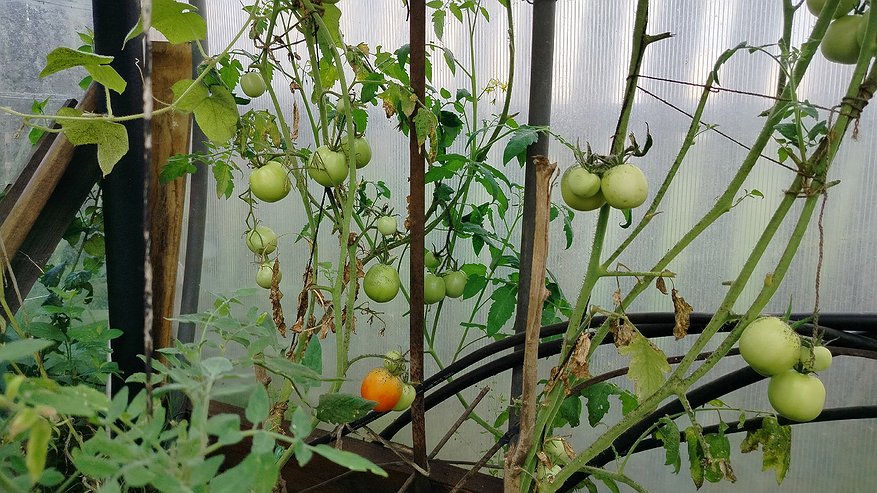 Главная картинка новости: Помидоры краснеют за 3 дня! Что сделать в августе, чтобы зелёные томаты покраснели прям на кустах – лучшие практики