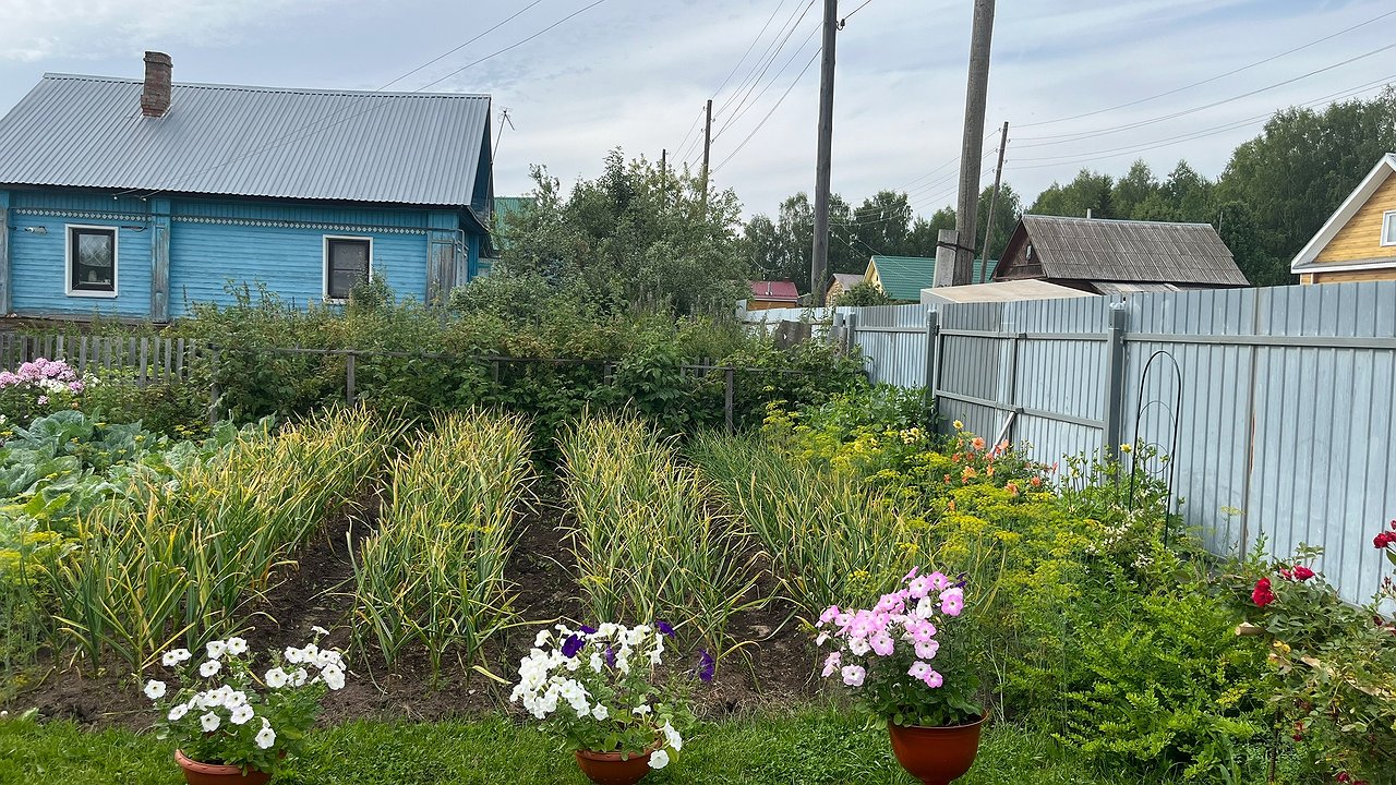 Главная картинка новости: Как спасти августовский урожай огурцов: проверенные органические подкормки