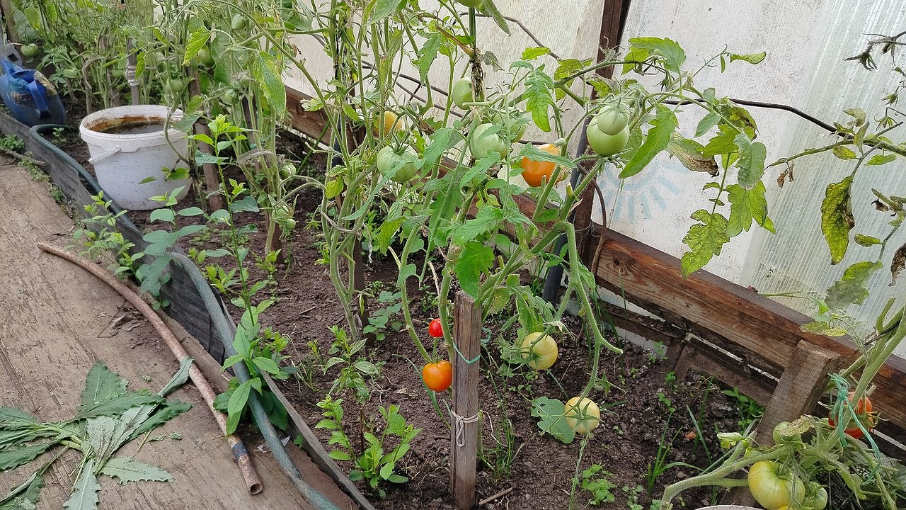 Главная картинка новости: Огурцы вновь позеленеют, а томаты мигом покраснеют! Вот чем я прыскаю в августе все растения, чтобы они «ожили»