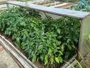Мульча бывает живой: живая (растущая) мульча — гарантия богатого урожая без применения химии
