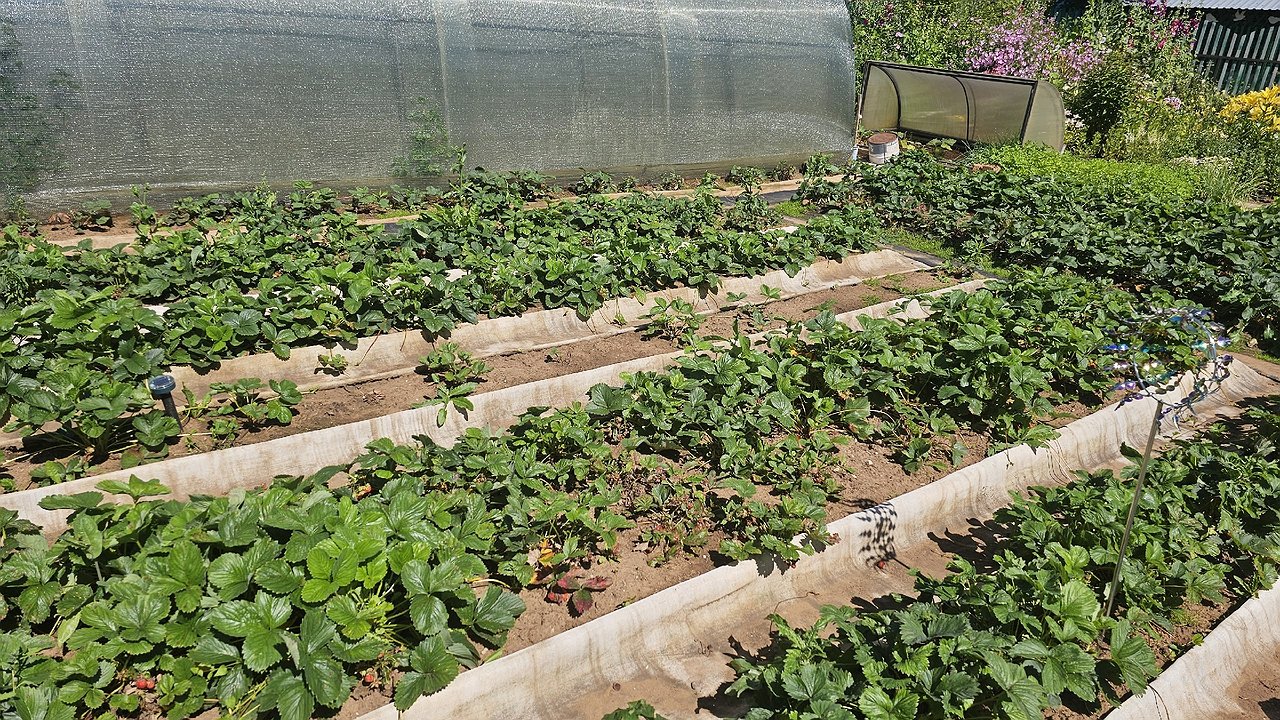Главная картинка новости: Как сеять сидераты прямо по клубнике в августе для огромного урожая в следующем году – 5 растений, которые я выбрал