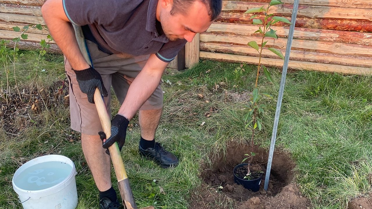 Главная картинка новости: Могут стать настоящими проблемами: 5 деревьев и кустарников, которые нельзя сажать на 6 сотках — личный антирейтинг