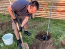 Могут стать настоящими проблемами: 5 деревьев и кустарников, которые нельзя сажать на 6 сотках — личный антирейтинг